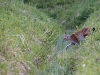 Ilves